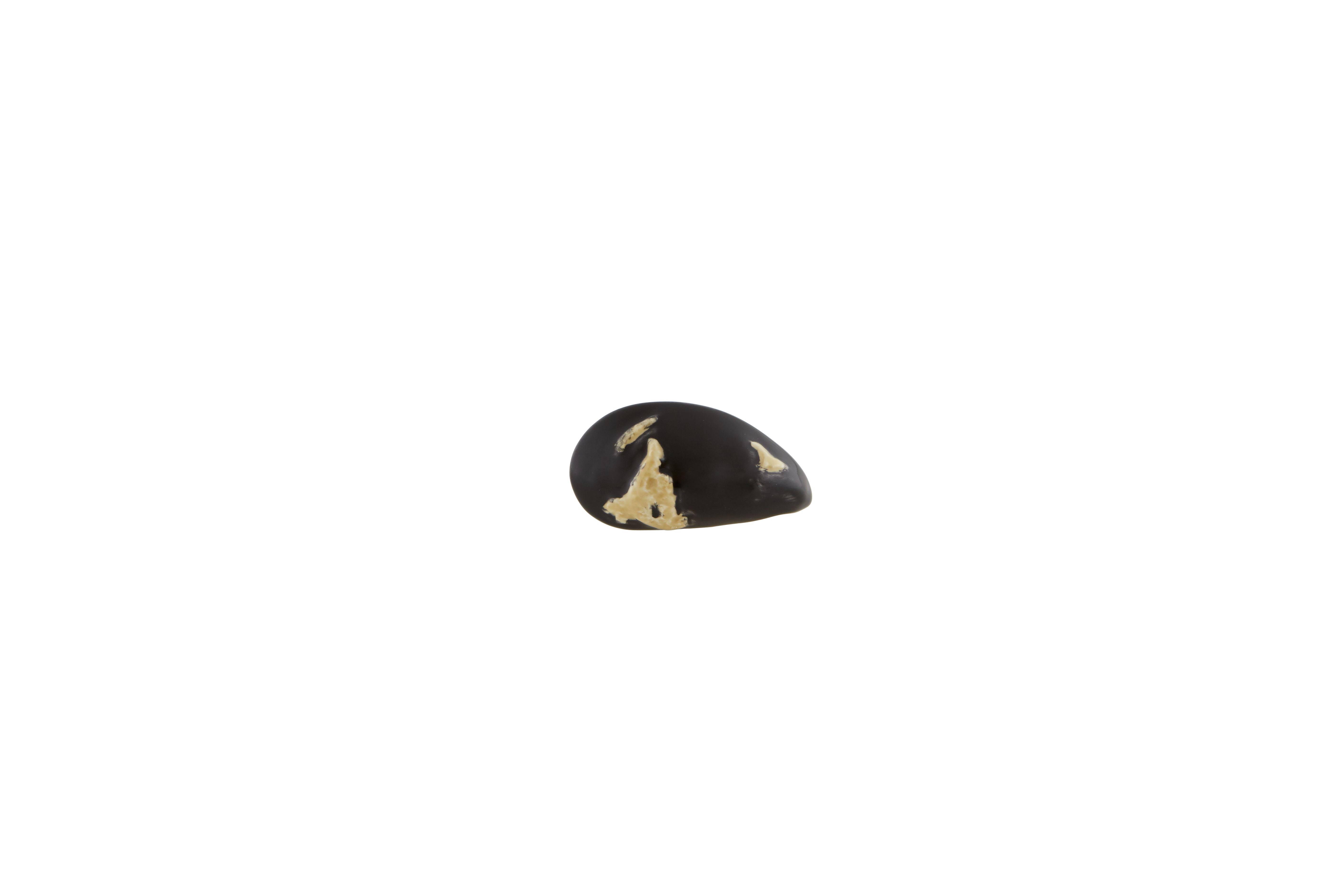 Mussel, , large