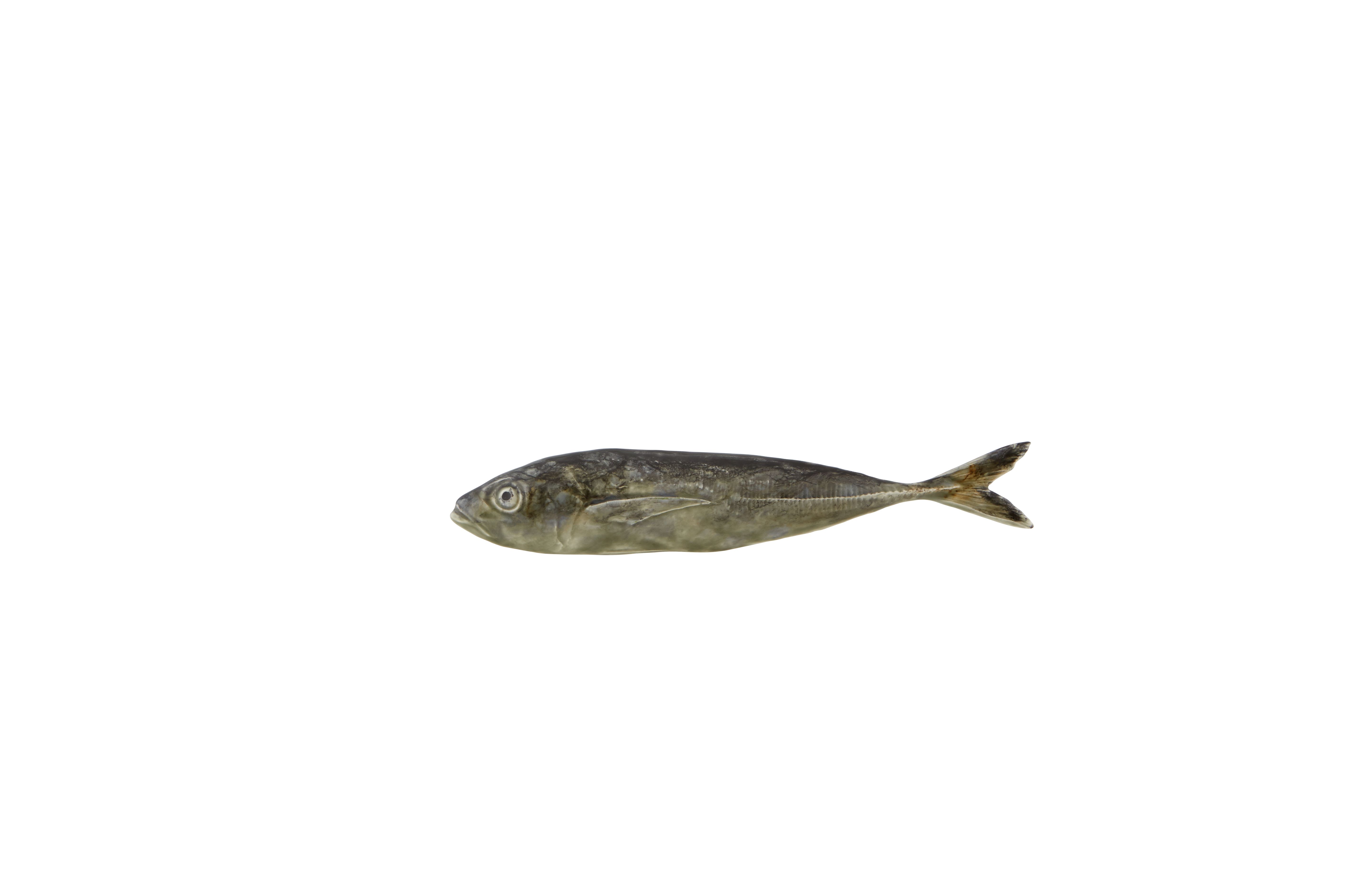 Horse Mackerel