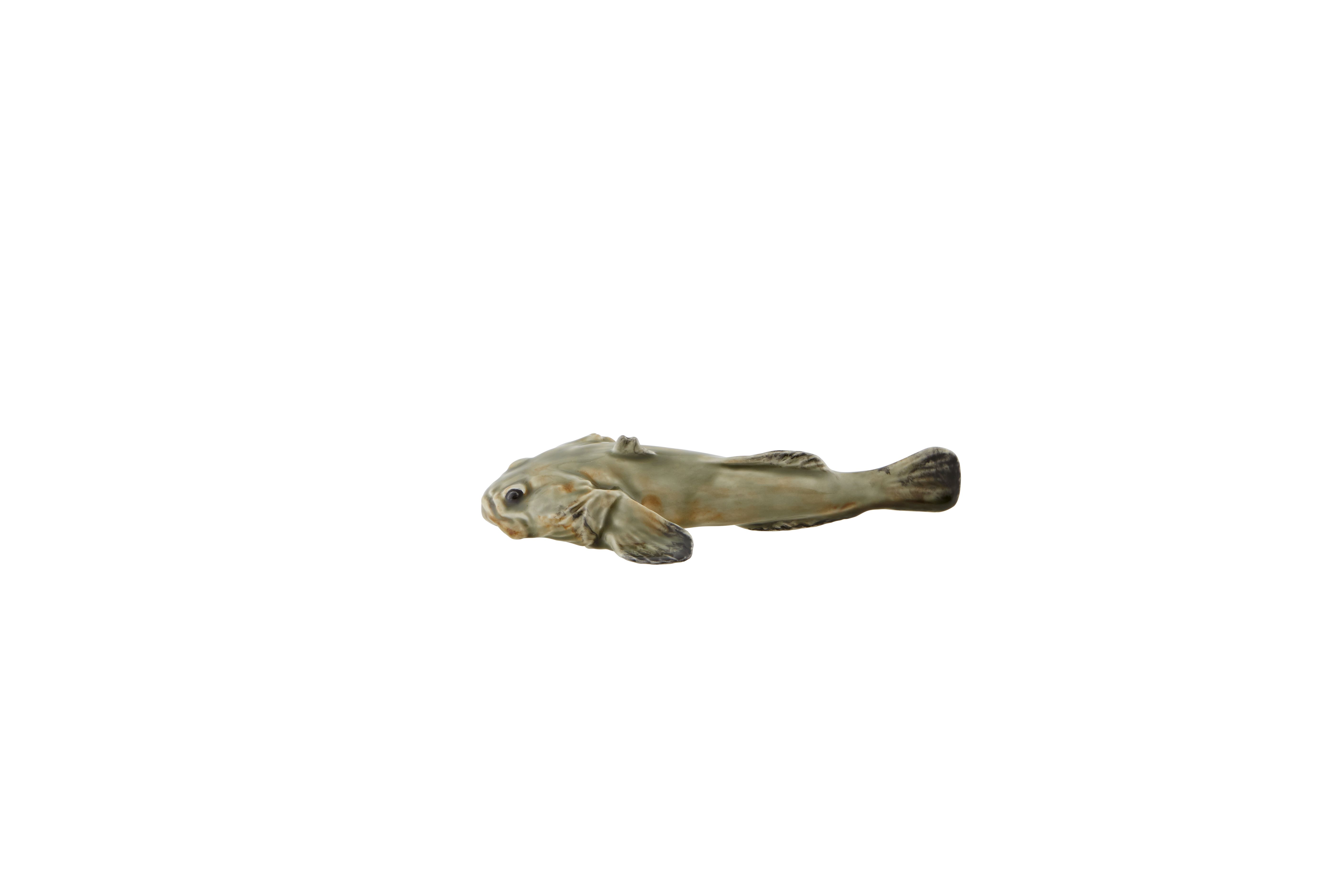 Lusitanian Toadfish, , large image number null