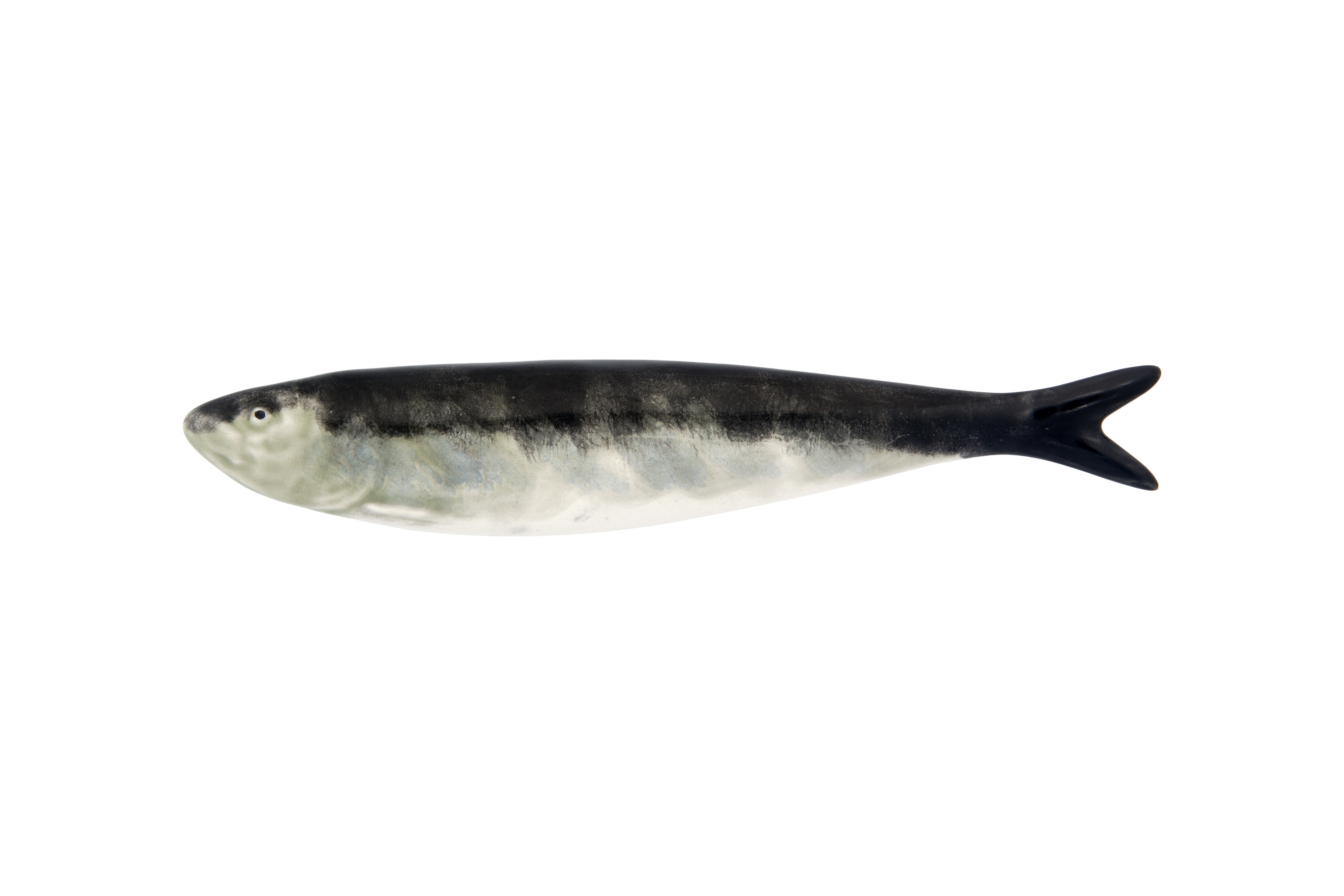 Sardine Natural