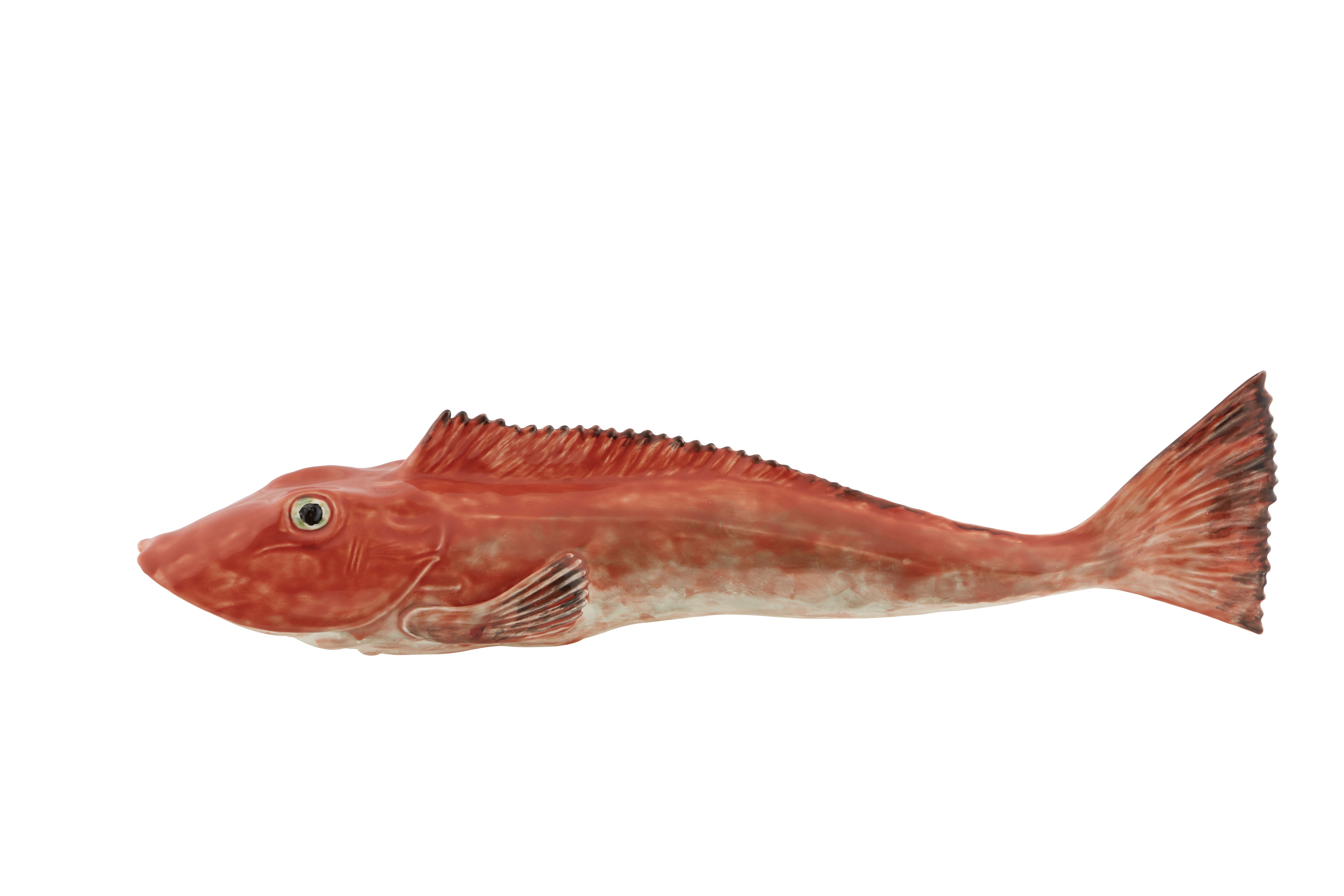 Large Tub Gurnard, , large image number null