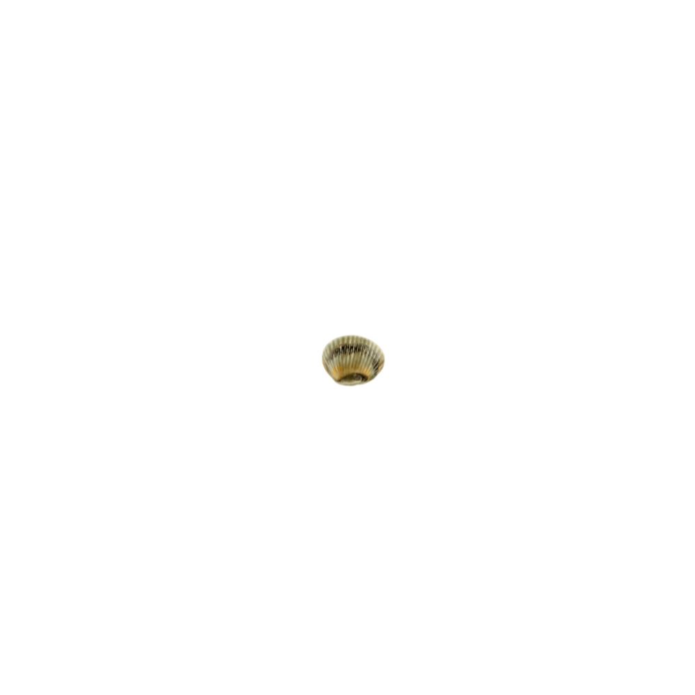 Cockle, , large image number null